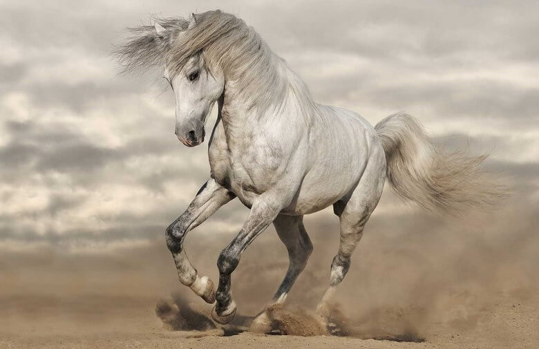 زیباترین اسب دنیا,زیباترین اسب عرب دنیا,زیباترین اسب های جهان