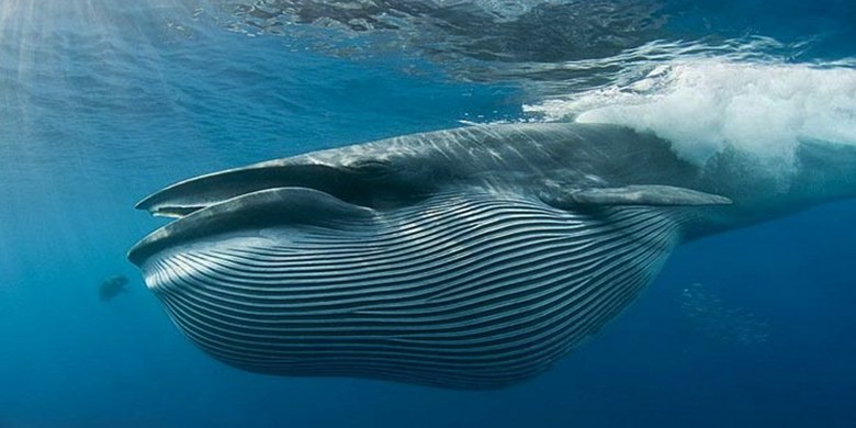 عکس نهنگ بزرگ دنیا,نهنگ بزرگ جهان,نهنگ بزرگ دنیا,