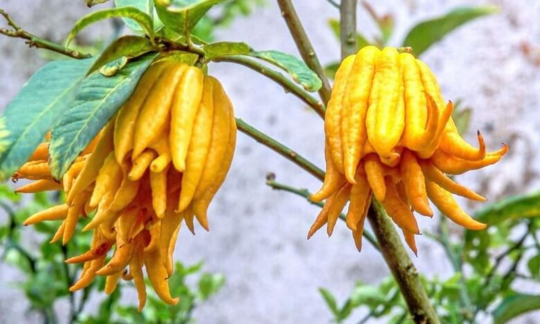 خوشمزه ترین میوه جهان,خوشمزه ترین میوه دنیا,خوشمزه ترین میوه های دنیا