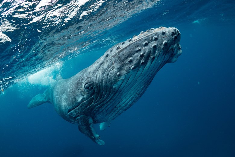 نهنگ بزرگ جهان,نهنگ بزرگ دنیا,نهنگ های غول پیکر,