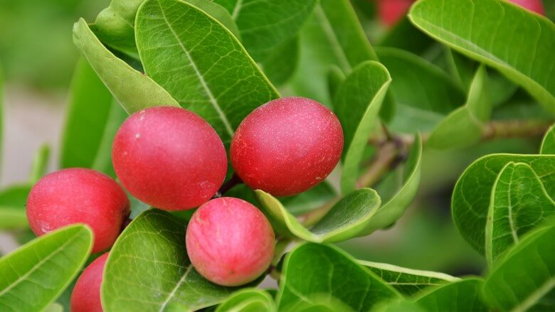 خوشمزه ترین میوه جهان,خوشمزه ترین میوه دنیا,خوشمزه ترین میوه های دنیا