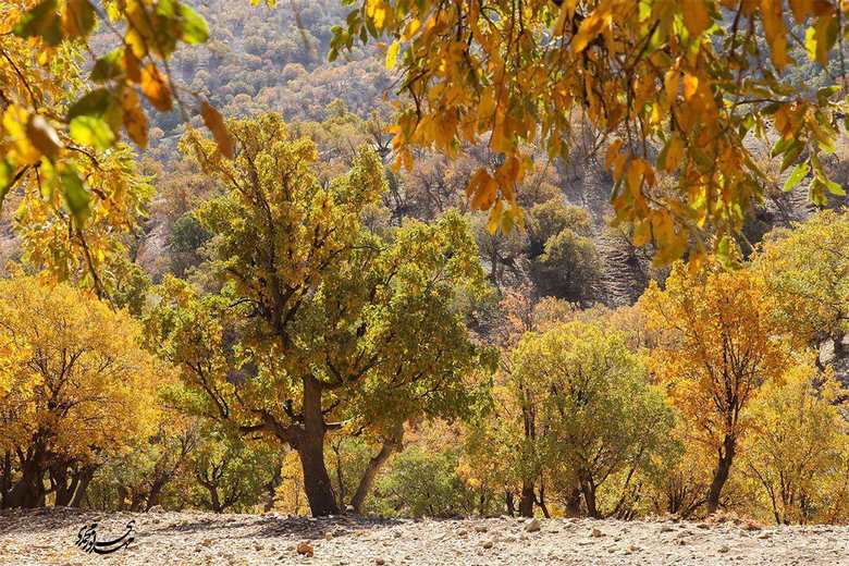 بهترین زمان سفر به ایلام,بهترین زمان برای سفر به ایلام,بهترین زمان سفر به استان ایلام