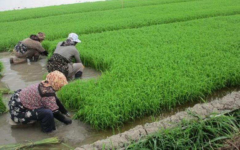 بهترین زمان سفر به ساری,بهترین زمان مسافرت به ساری,بهترین سوغات ساری