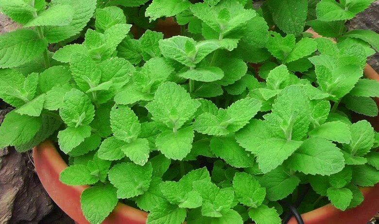 روش کاشت سبزی در منزل,کاشت سبزی در منزل,کاشتن سبزی در خانه