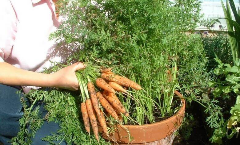 روش کاشت سبزی در منزل,کاشت سبزی در منزل,کاشتن سبزی در خانه