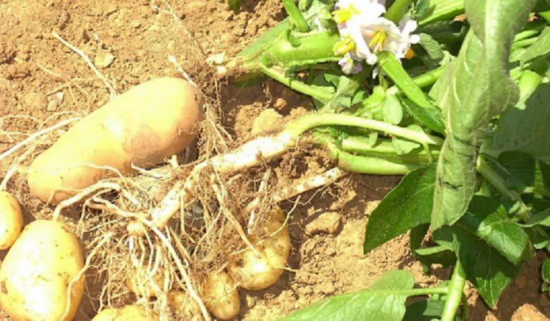 روش کاشت سبزی در منزل,کاشت سبزی در منزل,کاشتن سبزی در خانه