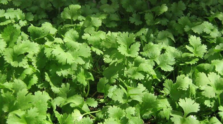 روش کاشت سبزی در منزل,کاشت سبزی در منزل,کاشتن سبزی در خانه
