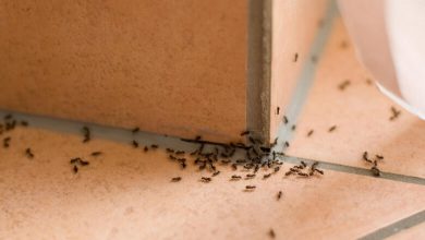 از بین بردن مورچه ها,از بین بردن مورچه ها در خانه,از بین بردن مورچه های خیلی ریز