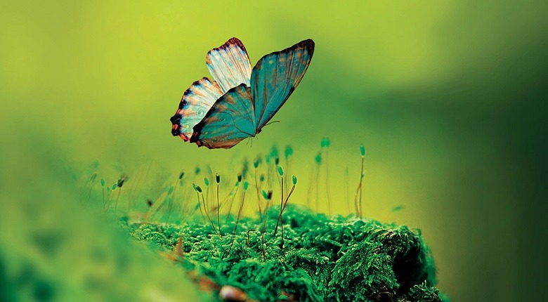 10 حقیقت جالب در مورد پروانه ها