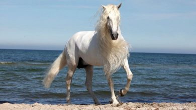 زيباترين اسب دنيا,زیباترین اسب عرب دنیا,زیباترین اسب های جهان