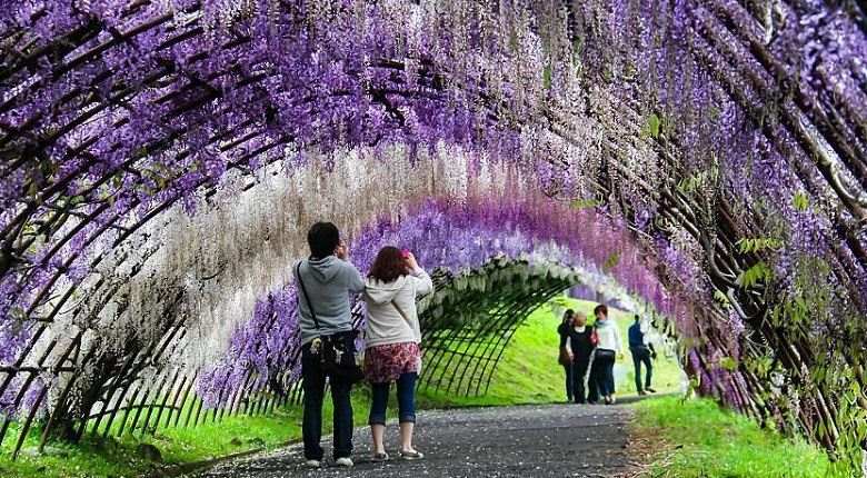 تونل شگفت انگیزه گل در جهان,زیباترین تونل‌ های طبیعی,زیباترین تونل‌ های گل در جهان