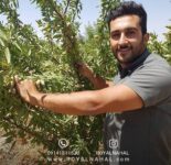 بهترین نهال بادام دیرگل
