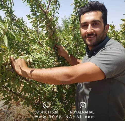 بهترین نهال بادام برای مناطق کمآب: تحلیل سودآوری و هزینه احداث باغ تجاری بهترین نهال بادام دیرگل