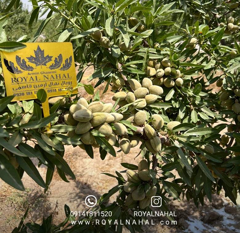 بهترین نهال بادام برای مناطق کمآب: تحلیل سودآوری و هزینه احداث باغ تجاری نهال بادام تونو