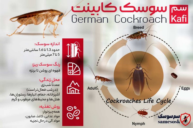 سوسک کابینت - چرخه عمر سوسک آلمانی