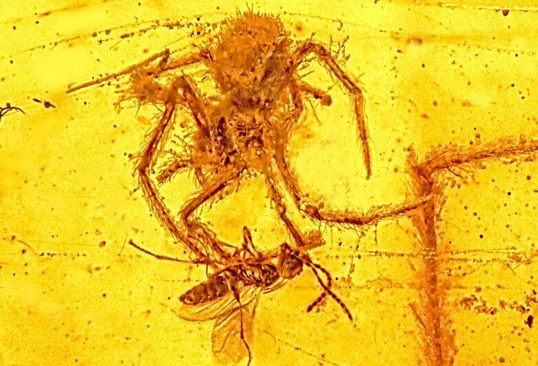 10 فسیل عجیب دنیا,ده فسیل عجیب دنیا,عجیب ترین فسیل های جهان