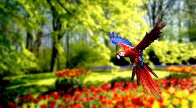 10 تا از عجیب ترین طوطی های جهان باهوش ترین طوطی های جهان,خوشگل ترین طوطی های دنیا,زیباترین طوطی های جهان