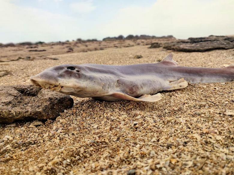 جزایر ناشناخته ایران,جزیره های ناشناخته ایران,جزایر ناشناخته ایران