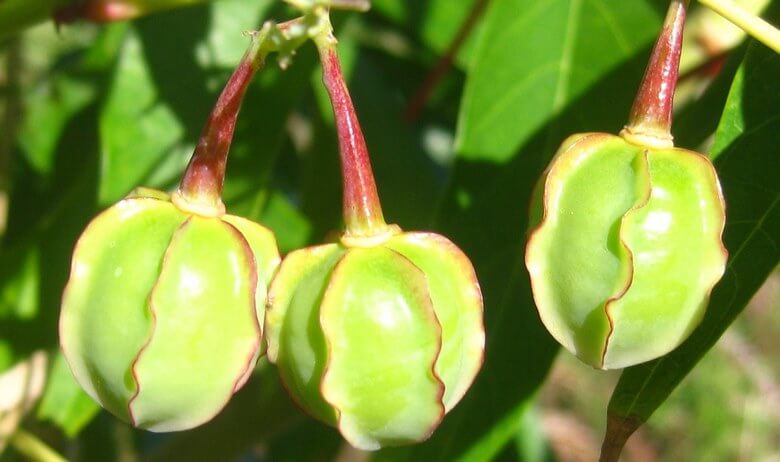 ترکیبات غذایی خطرناک,مواد غذایی خطرناک برای جنین,مواد غذایی خطرناک در بارداری